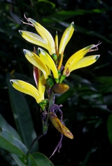 Heliconia hirsuta