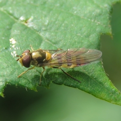 Meliscaeva cinctella