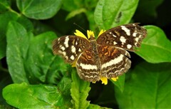 Anthanassa drusilla