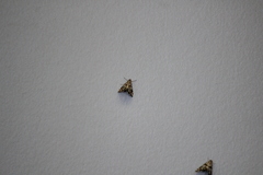 Petrophila jaliscalis