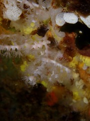 Melithaea bicolor