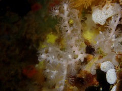 Melithaea bicolor