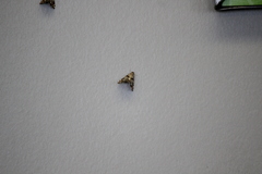 Petrophila jaliscalis