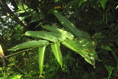 Heliconia hirsuta
