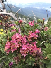 Rhododendron hirsutum