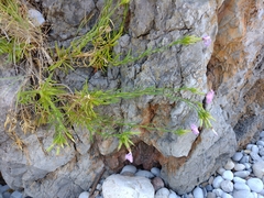 Dianthus rupicola