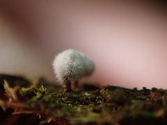 Coremiella cubispora