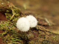 Coremiella cubispora