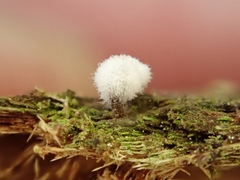 Coremiella cubispora