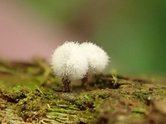 Coremiella cubispora