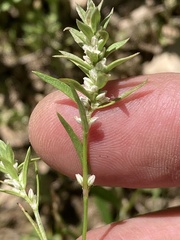 Polygonum polygaloides kelloggii