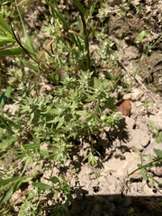 Polygonum polygaloides kelloggii