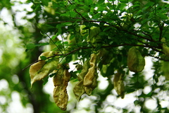 Diphysa occidentalis