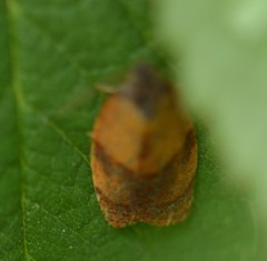 Cacoecimorpha pronubana