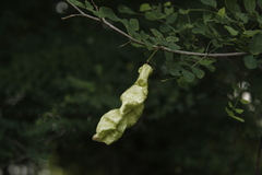 Diphysa occidentalis