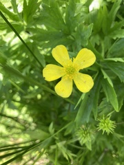 Ranunculus orthorhynchus platyphyllus