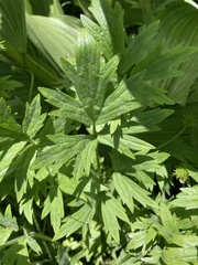 Ranunculus orthorhynchus platyphyllus