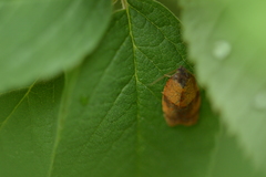 Cacoecimorpha pronubana