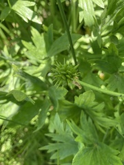 Ranunculus orthorhynchus platyphyllus