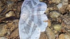 Cyclidia substigmaria nigralbata