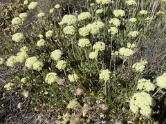 Eriogonum strictum