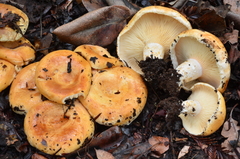 Lactarius subvillosus