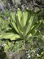 Agave inaequidens