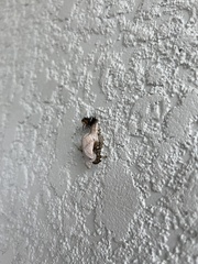 Mischocyttarus mexicanus