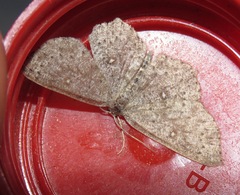 Cyclophora pendularia
