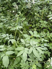 Chaerophyllum aromaticum