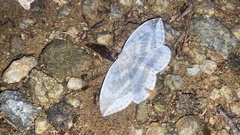 Cyclidia substigmaria nigralbata