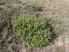 Calibrachoa parviflora