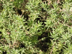 Calibrachoa parviflora