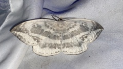 Cyclidia substigmaria nigralbata