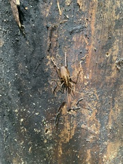 Ceuthophilus maculatus