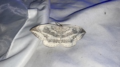 Cyclidia substigmaria nigralbata