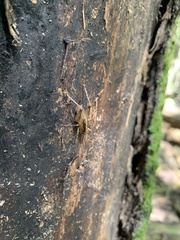 Ceuthophilus maculatus