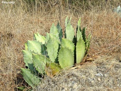 Agave guadalajarana