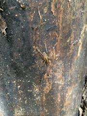 Ceuthophilus maculatus