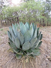 Agave guadalajarana