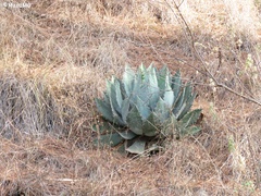 Agave guadalajarana