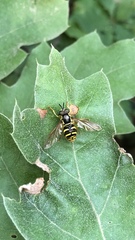 Chrysotoxum pubescens
