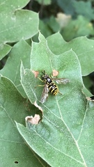 Chrysotoxum pubescens