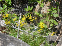 Senecio lugens