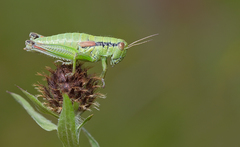 Pseudopodisma nagyi