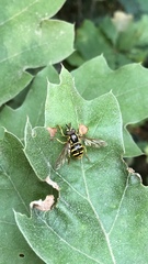 Chrysotoxum pubescens