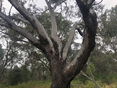 Eucalyptus orgadophila