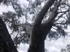 Eucalyptus orgadophila