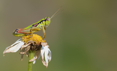 Pseudopodisma nagyi