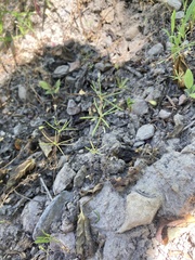 Linanthus harknessii